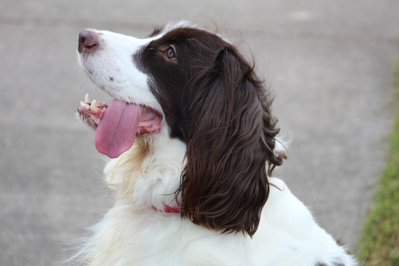 springer spaniel inglese 2