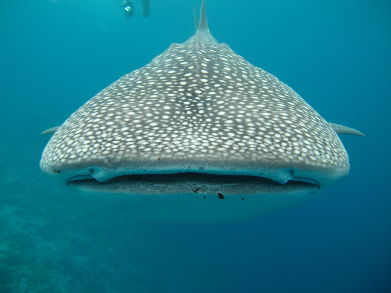 squalo balena 2