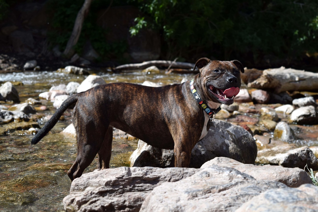 staffordshire bull terrier 2
