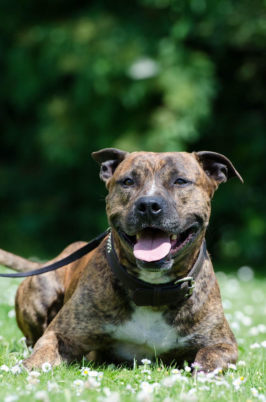 staffordshire bull terrier