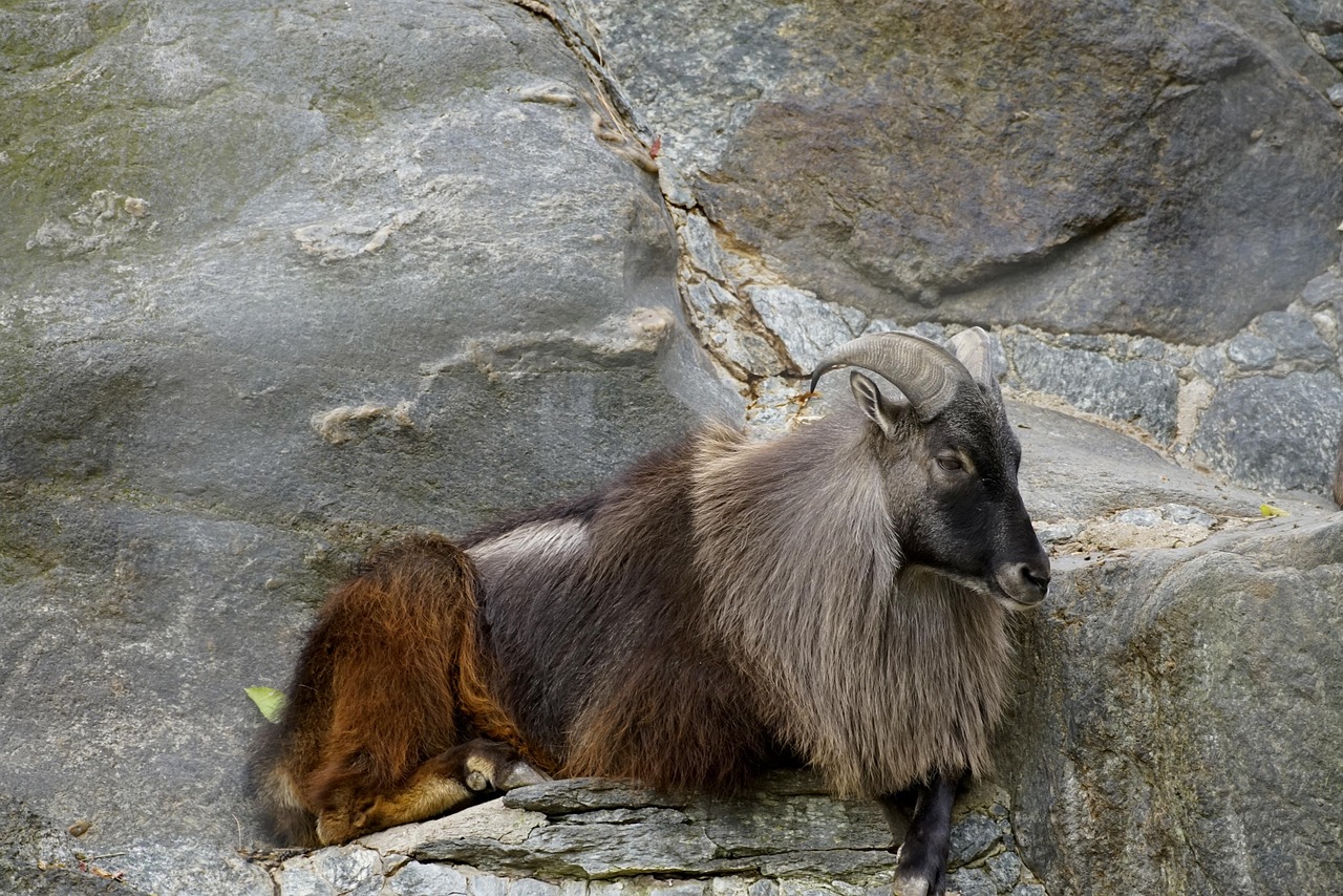 tahr dellhimalaya 