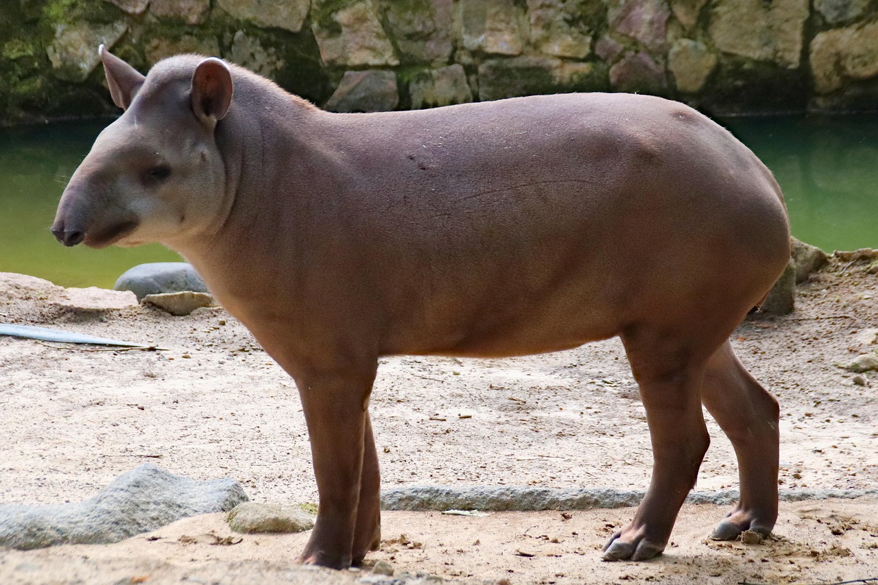 tapiro 2