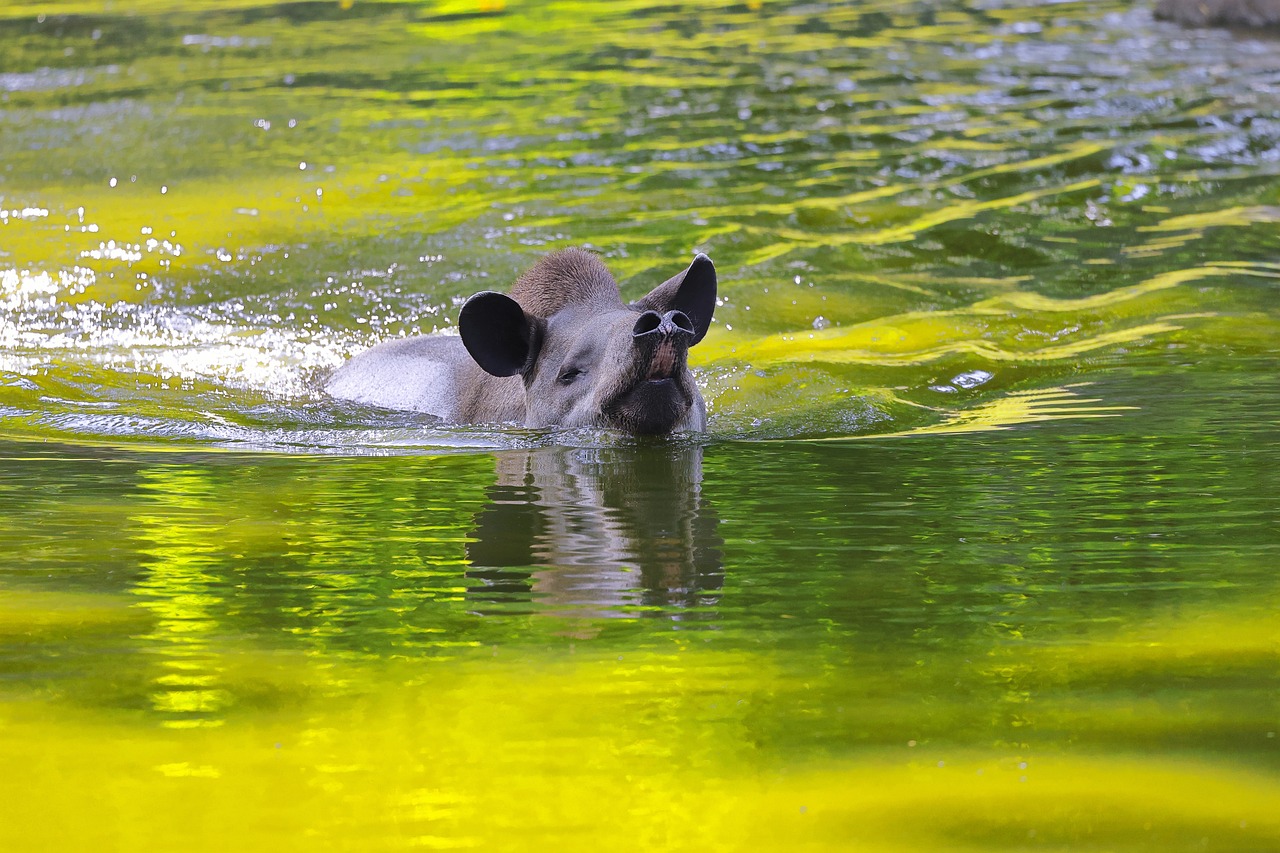 tapiro 3