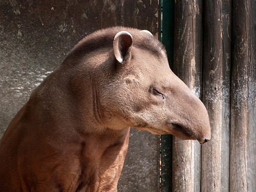 tapiro