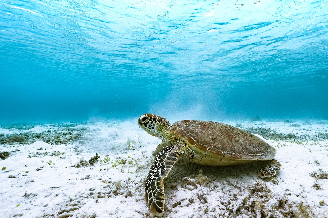 tartaruga mar 3