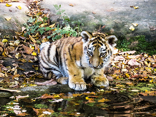 tigre 3
