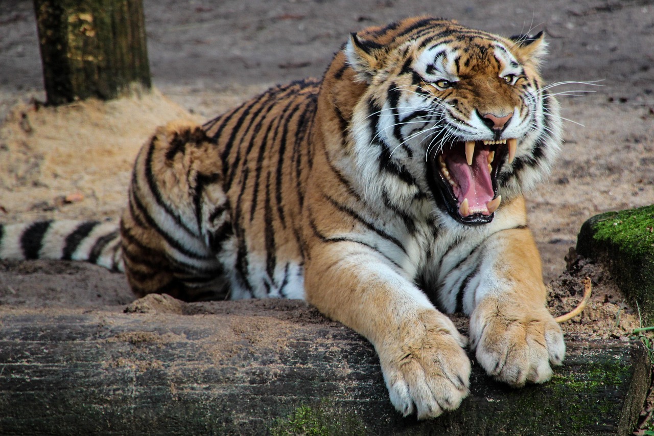 tigre