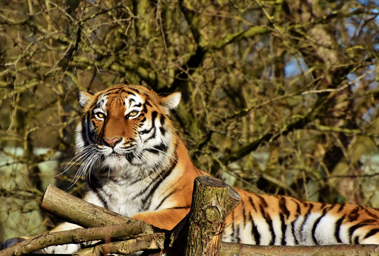 tigre siberiana 2