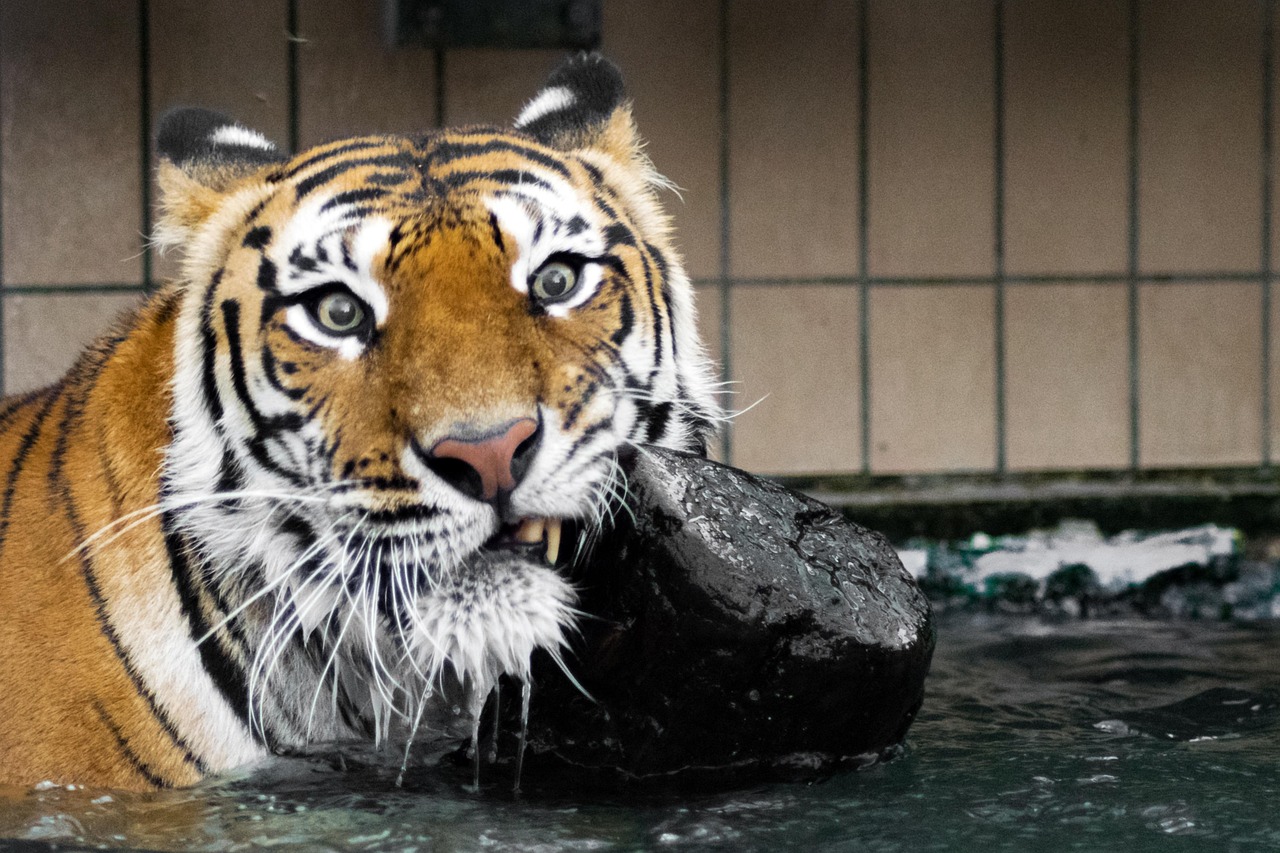 tigre siberiana 3