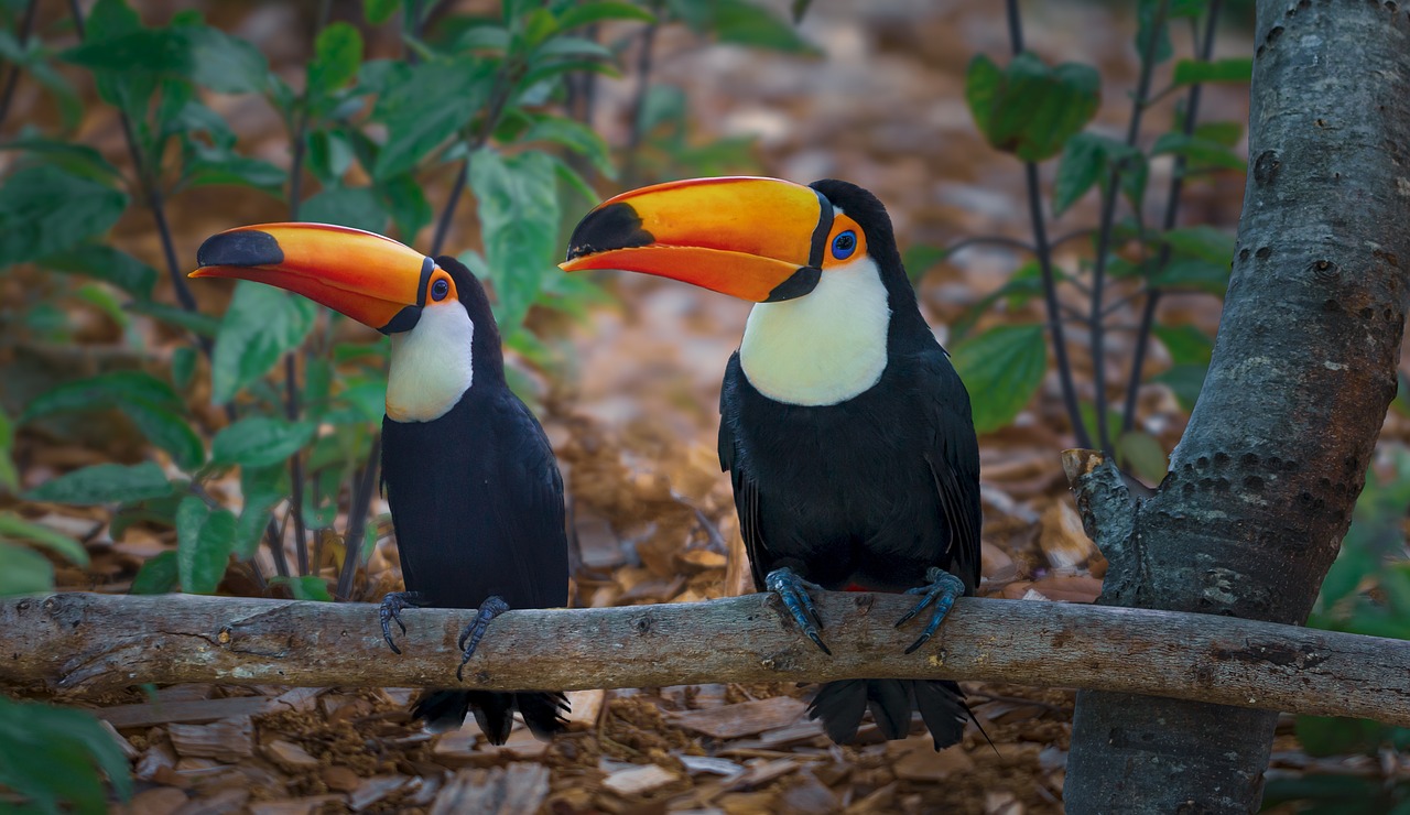 tucano 3