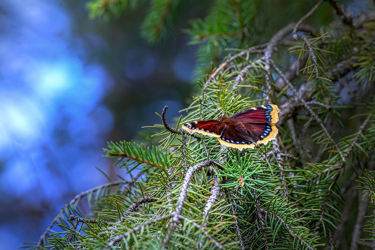 vanessa antiopa 3