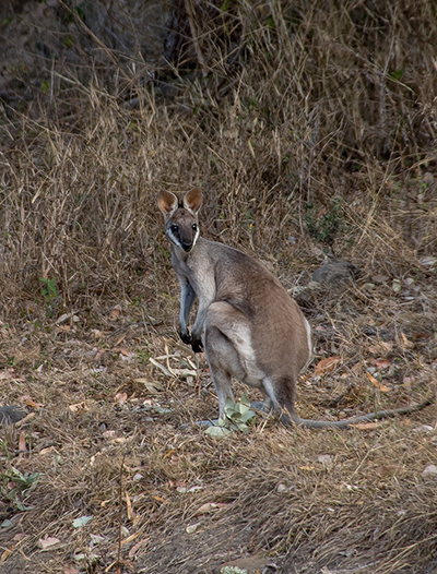 wallaby 2