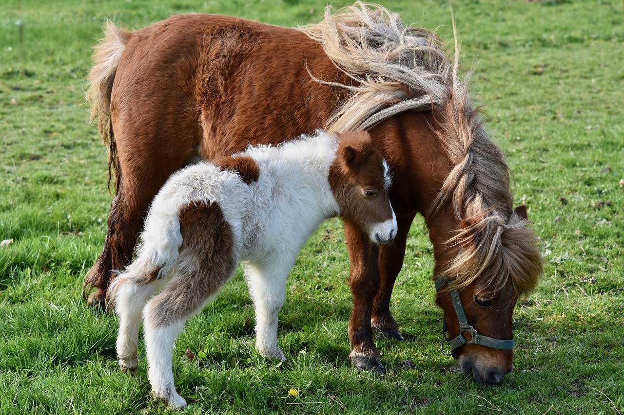 welsh pony