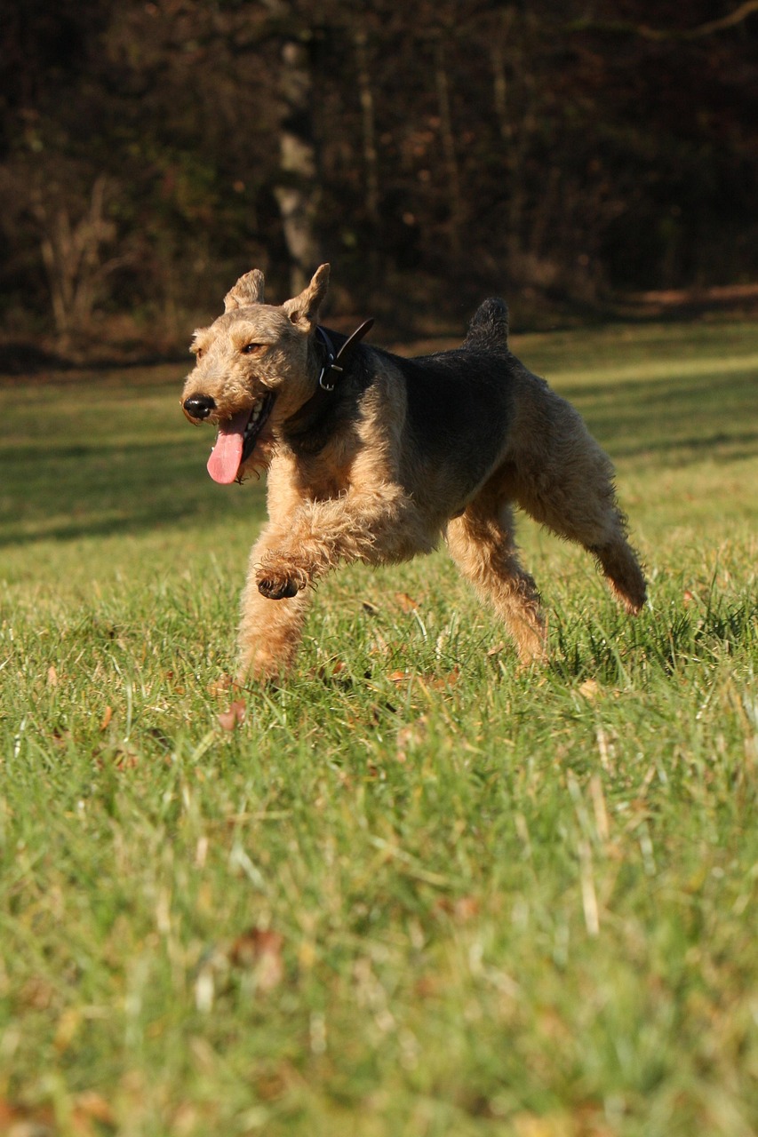 welsh terrier 2