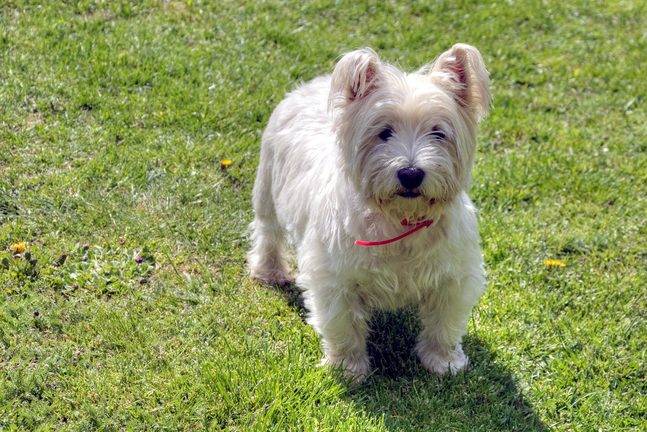 west higland white terrier 3