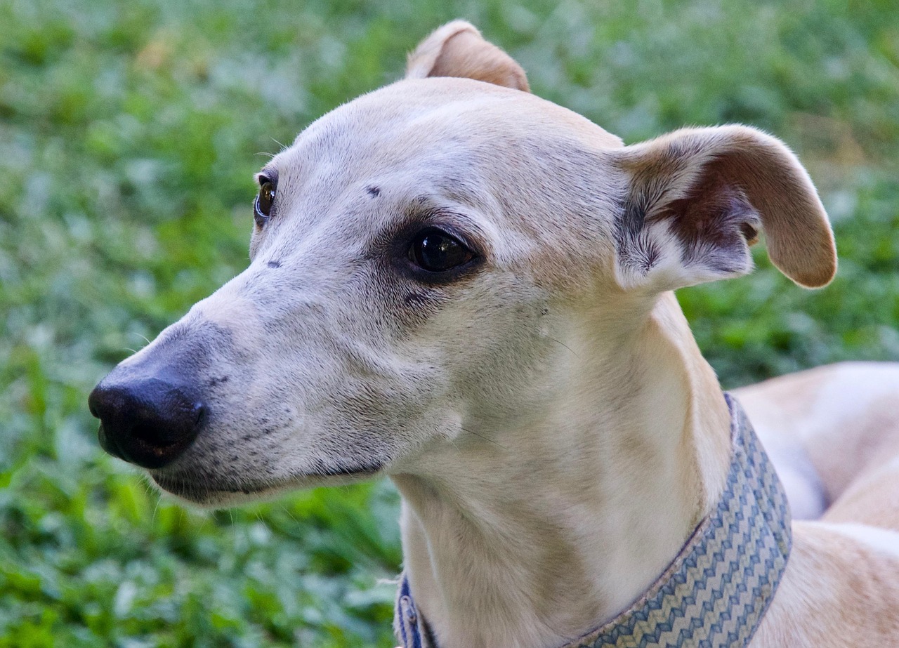 whippet 2