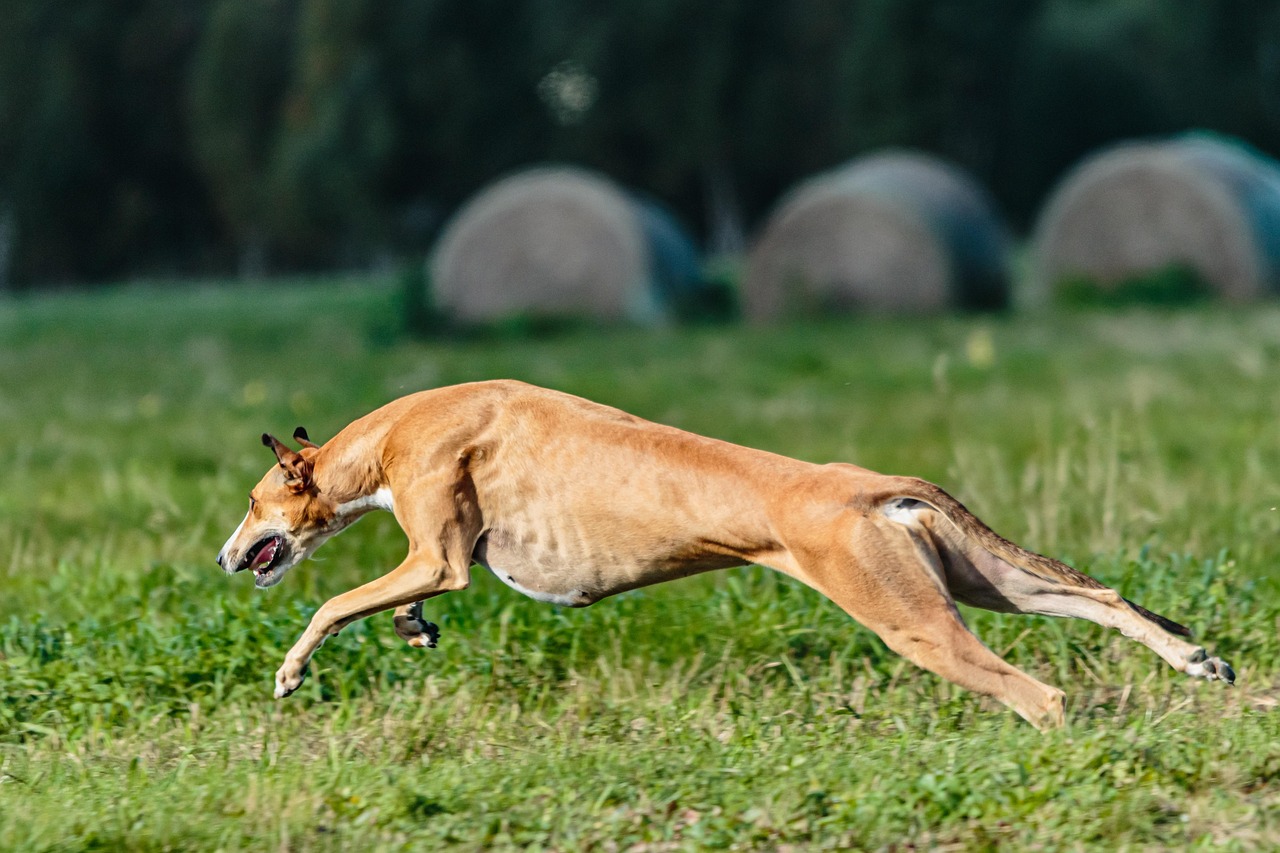 whippet