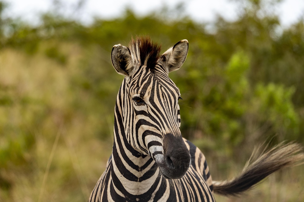 zebra 2