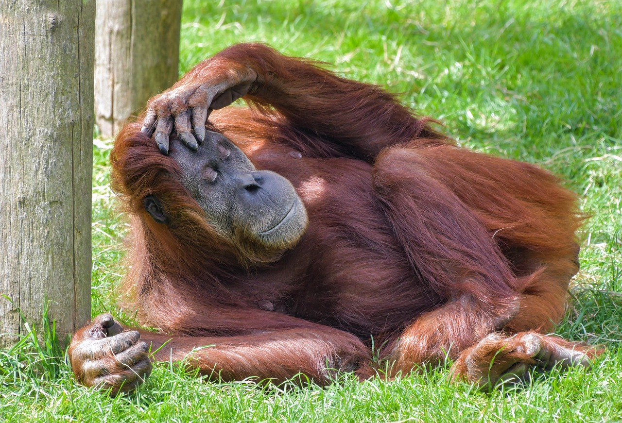 orangutan 3