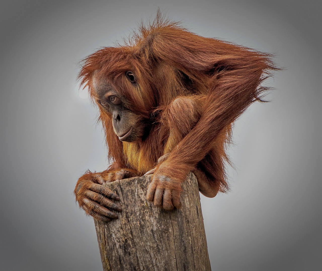 orangutan