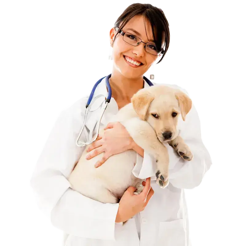 il veterinario