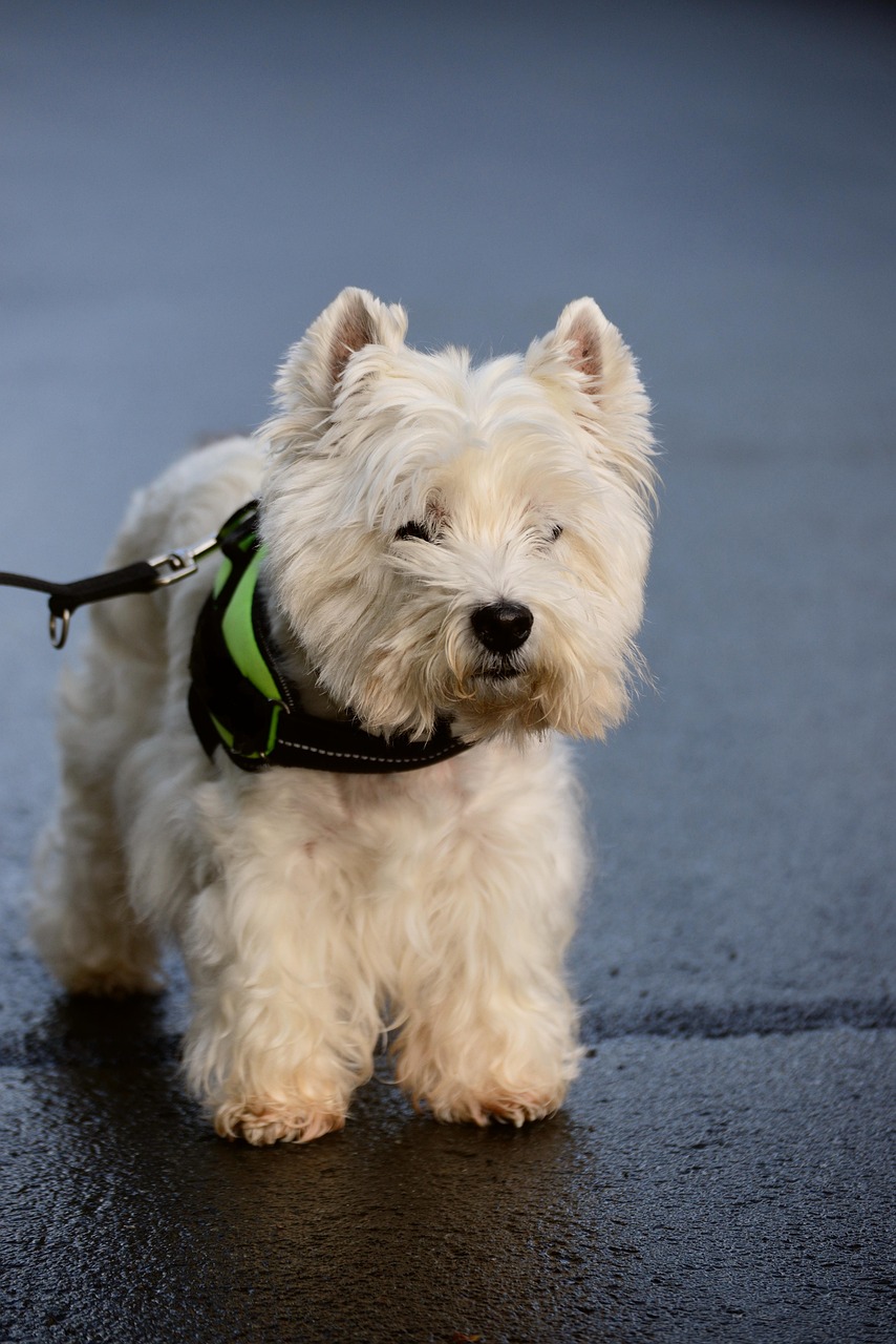 west higland white terrier 2