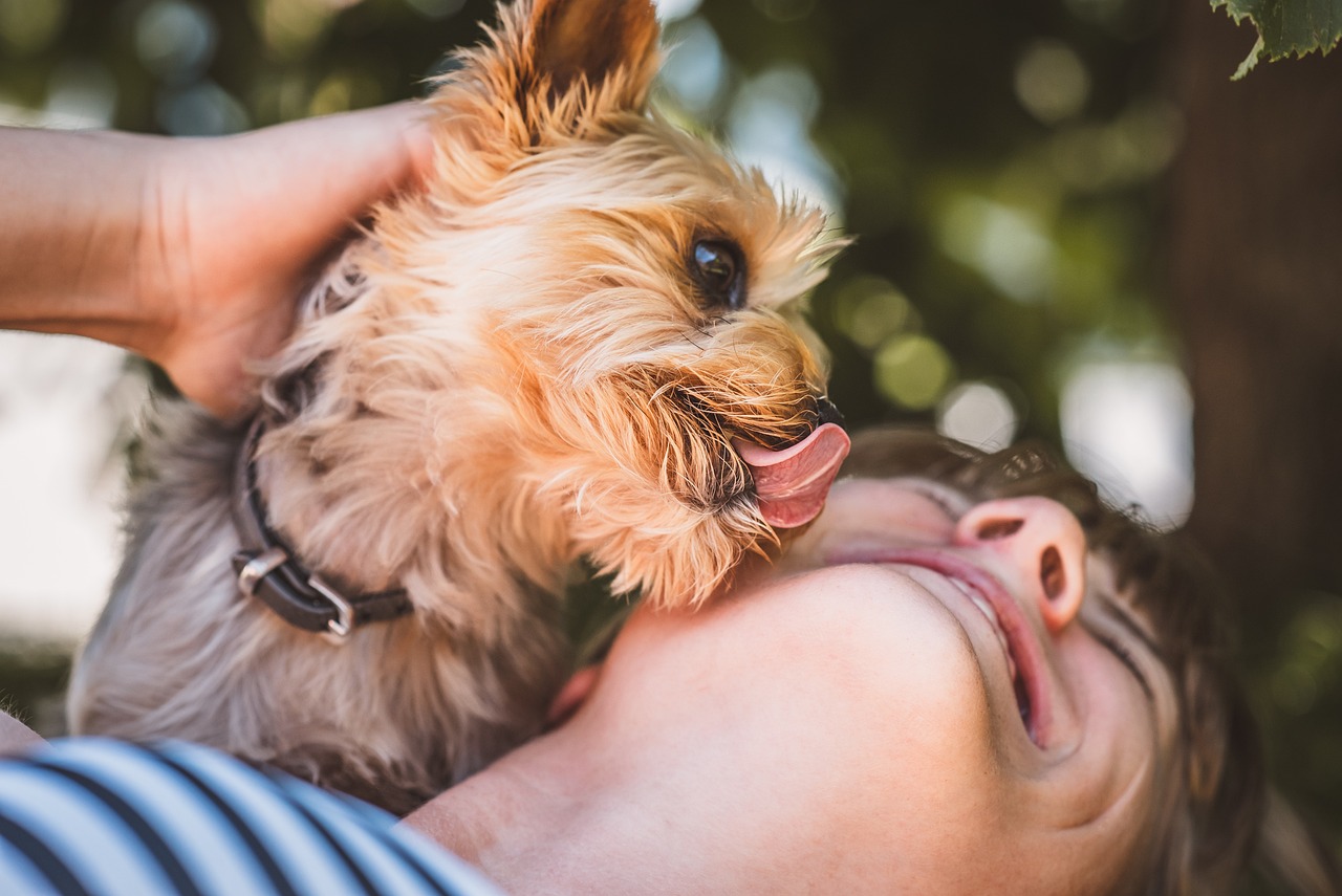 yorkshire terrier 2