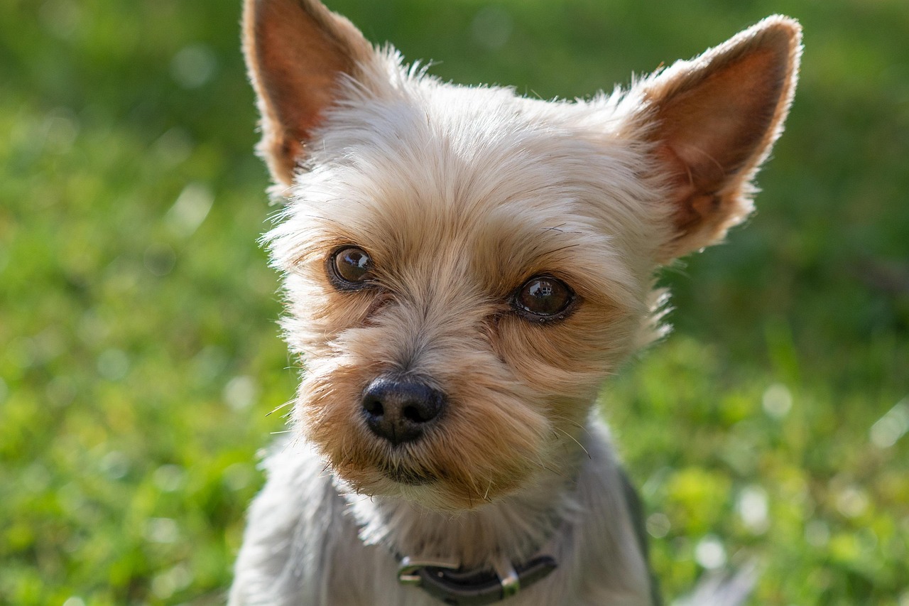 yorkshire terrier 3