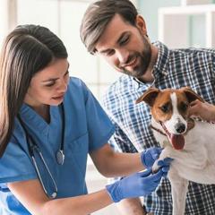 Veterinari