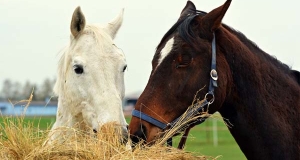 L'alimentazione del cavallo