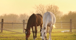 L'alimentazione del cavallo sportivo