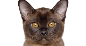 Gatto Burmese: storia, aspetto, carattere, cura e prezzo