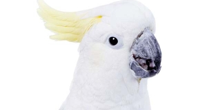 Cacatua dal ciuffo giallo: aspetto, carattere, cura e prezzo