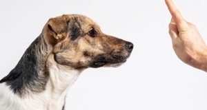 Come farsi ubbidire dal cane senza guinzaglio	