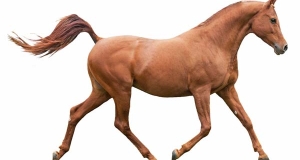 Cavallo Arabo