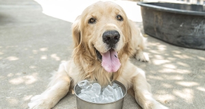 Colpo di calore nel cane: definizione, sintomi, cura e prevenzione