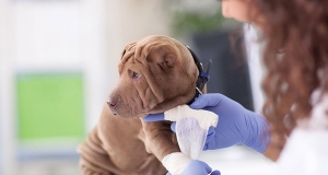 Frattura nel cane: cause, prevenzione e trattamento