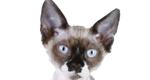 Gatto Devon Rex: storia, aspetto, carattere, cura e prezzo