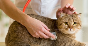 L'epilessia nei gatti: diagnosi e terapia