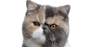 Gatto Exotic Shorthair: storia, aspetto, carattere, cura e prezzo