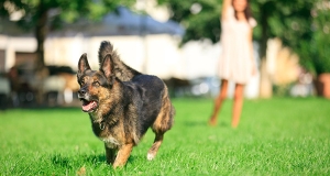 Fidopark: ecco le aree per cani in autostrada