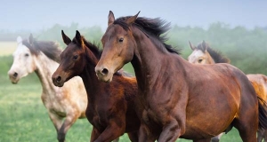 Formazione delle razze equine