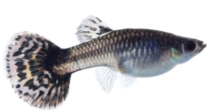 Guppy (Lebistes Reticulatus)