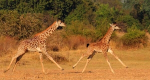 Il comportamento motorio della giraffa