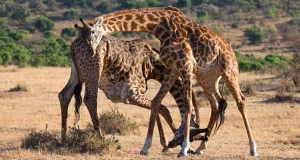 Il sistema gerarchico nella giraffa