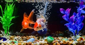 Importanza della qualità dell'acqua in un acquario