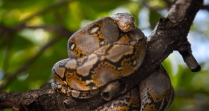 Gli insaziabili pitoni delle Everglades