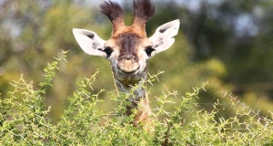 L'accoppiamento delle giraffe