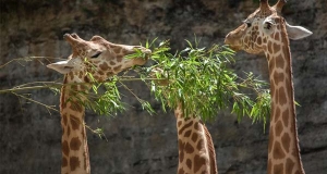 La dieta della giraffa