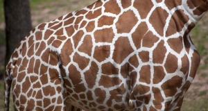 La giraffa reticolata (Giraffa Camelopardalis Reticulata)